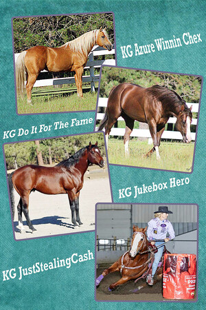 Nine Oh Stallion / Grimes Veterinary Services Package.